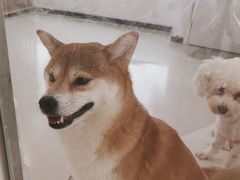 -共舞时光猫咖·狗咖(新街口店)