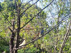 -鸡鸣汤包(红山动物园店)