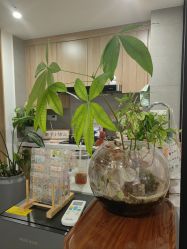 -盼兮·日式美睫沙龙