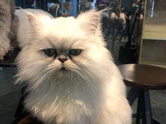 -more than meow吴止猫主题餐厅(承德 中船汇店)