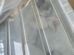 -瑞派天使宠物医院·神经外科·骨科·核磁(洛川中路店)