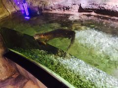 -迪拜水族馆及水下动物园