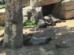 -西霞口神雕山野生动物世界