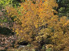 -遵化市禅林寺古银杏风景园