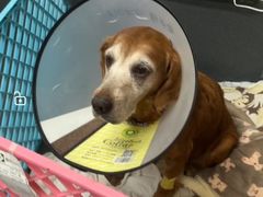 -爱侣宠医·鹦鹉专科·小型哺乳类·异宠专科(灵石路店)