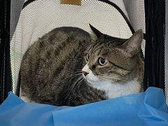 -纳吉亚猫专科动物诊疗中心(蒋宅口分院)