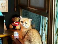 -咖法森林·咖啡  酒吧(天河店)