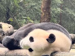 -都江堰中华大熊猫苑