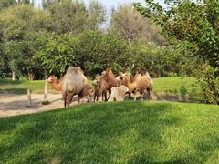 -北京野生动物园