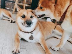 -柴犬高等学院·狗咖·柴犬售卖·宠物训练