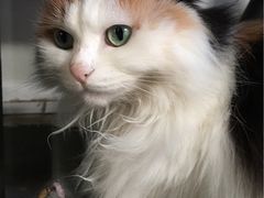 -Anne猫窝咖啡屋