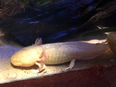-悉尼海洋生物水族馆