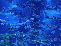 -海合安天津极地海洋公园