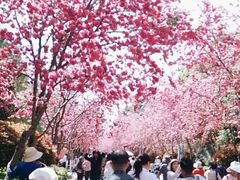 -洛龙公园