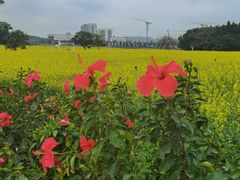 -光明小镇欢乐田园