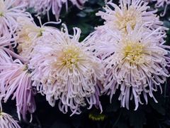 -杭州植物园