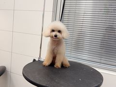 -帕帕拉兹宠物(亚洲旗舰店)