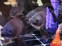 -哈尔滨道外花鸟鱼市场