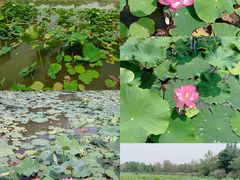 -桤木河湿地公园