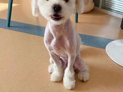 -小叮当动物医院·骨科·眼科