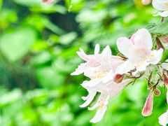 -朝阳公园