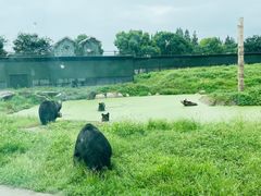 -上海野生动物园