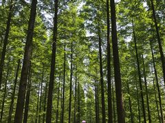 -黄海国家森林公园