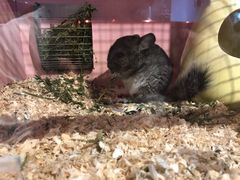 -藦茜花园宠物主题亲子互动体验馆(国顺东路店)