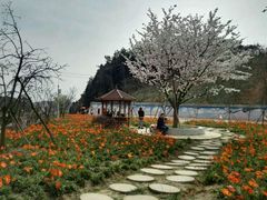 -绵阳盛世樱花悠乐谷