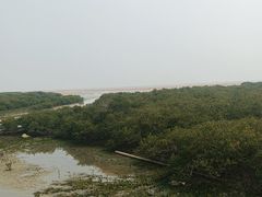 -北海金海湾红树林生态旅游区