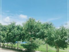 -亚龙湾国际玫瑰谷