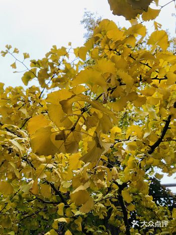 纪念一下望京南c的银杏叶