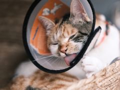 -Again Coffee Roaster(香蜜湖店)