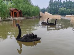 -东平国家森林公园