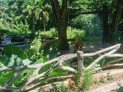 -海南热带野生动植物园