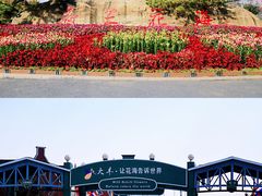 -荷兰花海