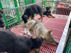 -中环花鸟鱼虫市场