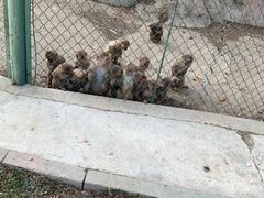 -新疆天山野生动物园