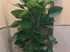 -鼎好家常菜(天桥店)