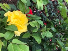 -东莞植物园