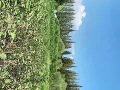 -前小桔亲子创意农场·草莓采摘·露营烧烤