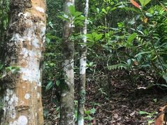 -普洱太阳河森林公园