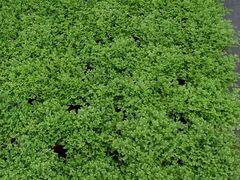 -龙大花卉苗木市场