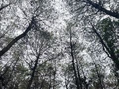 -铁山坪森林公园