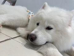 -怪兽屋·羊驼·猫咖·狗咖(俊华广场店)