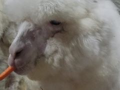 -上海大自然野生昆虫馆(东方明珠·爬宠昆虫探索中心)