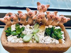 -WHEN PIGS FLY当猪飞
