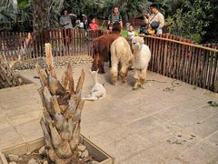 -呀路古热带植物园