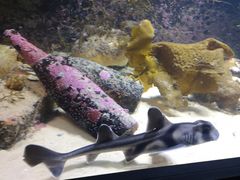 -悉尼海洋生物水族馆