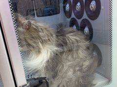 -FAELING PETS美天灵宠物(富力广场店)